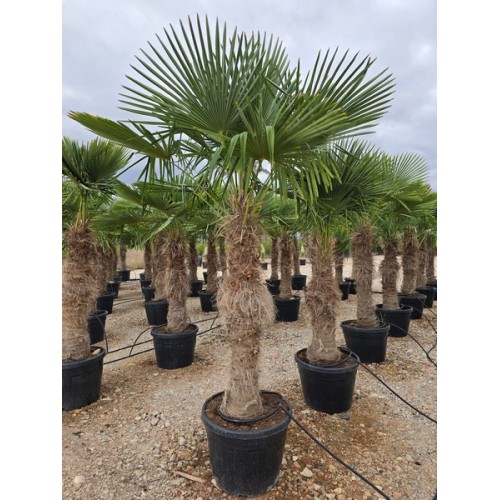 Chamaerops Excelsa Tronco 120/140  -16*/-18*